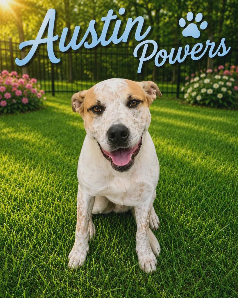 Austin Powers, a Adoptable mixed breed in Livingston, LA image 2/2