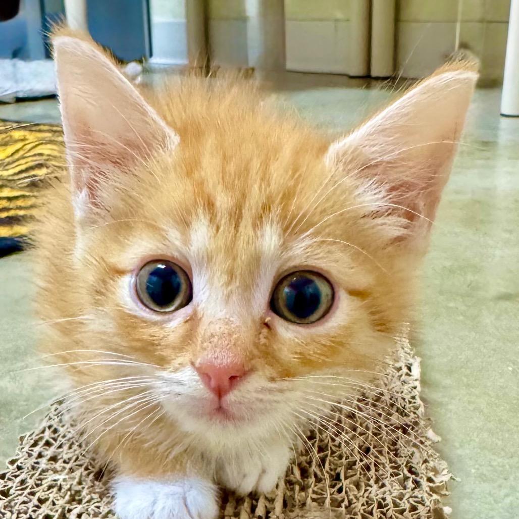 Lucky, Adoptable, Kitten Male Domestic Short Hair.