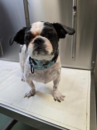 Enlarge Adalind & Monroe, an adopted Shih Tzu in Williamsport, PA image 2/3