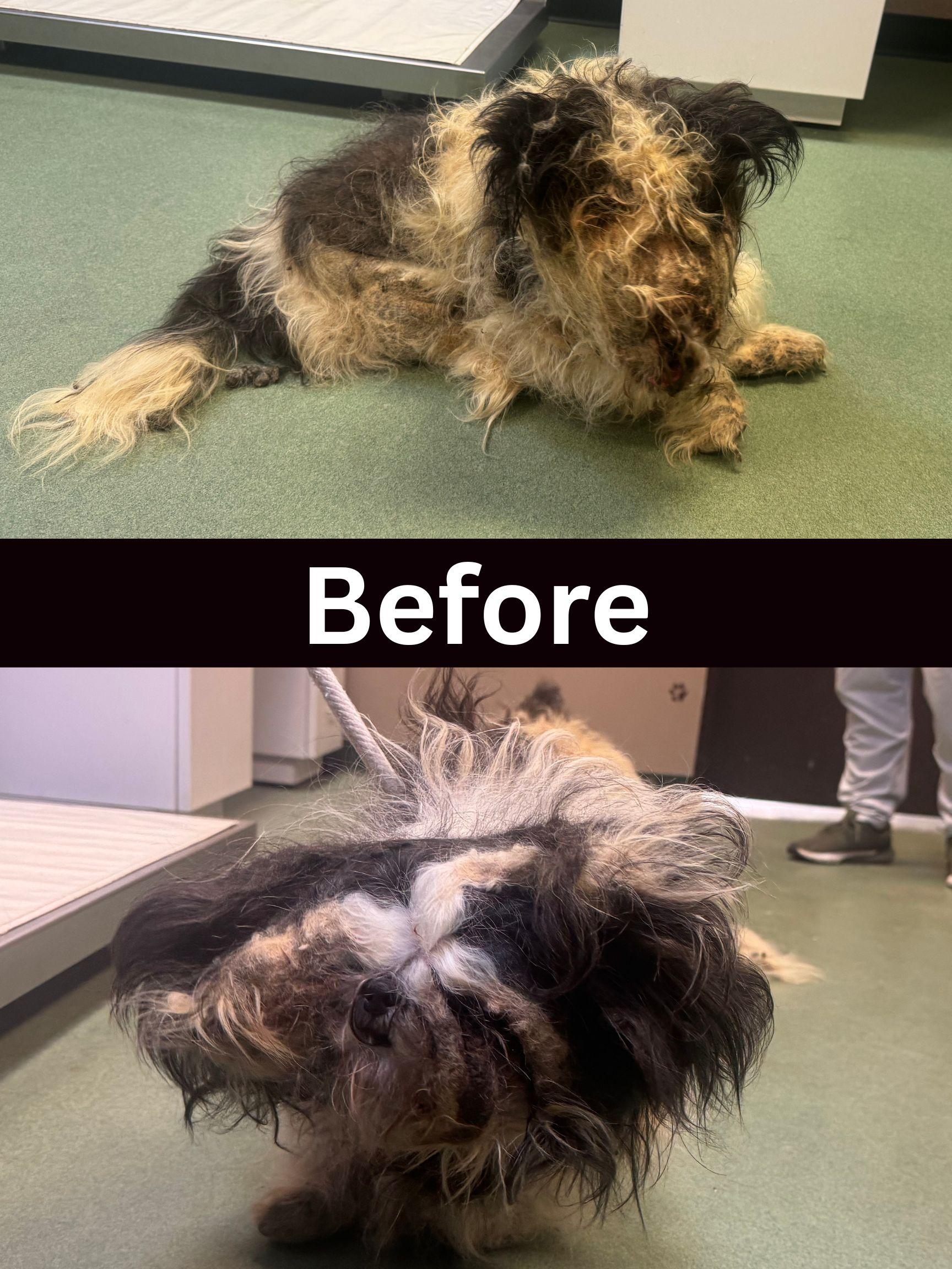 Enlarge Adalind & Monroe, an adopted Shih Tzu in Williamsport, PA image 3/3