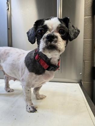 Enlarge Adalind & Monroe, an adopted Shih Tzu in Williamsport, PA image 1/3