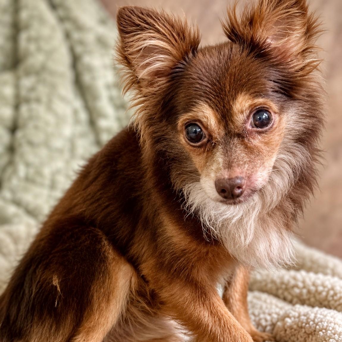 Enlarge Brighton 8136, a Adoptable Chihuahua in Boca Raton, FL image 2/3