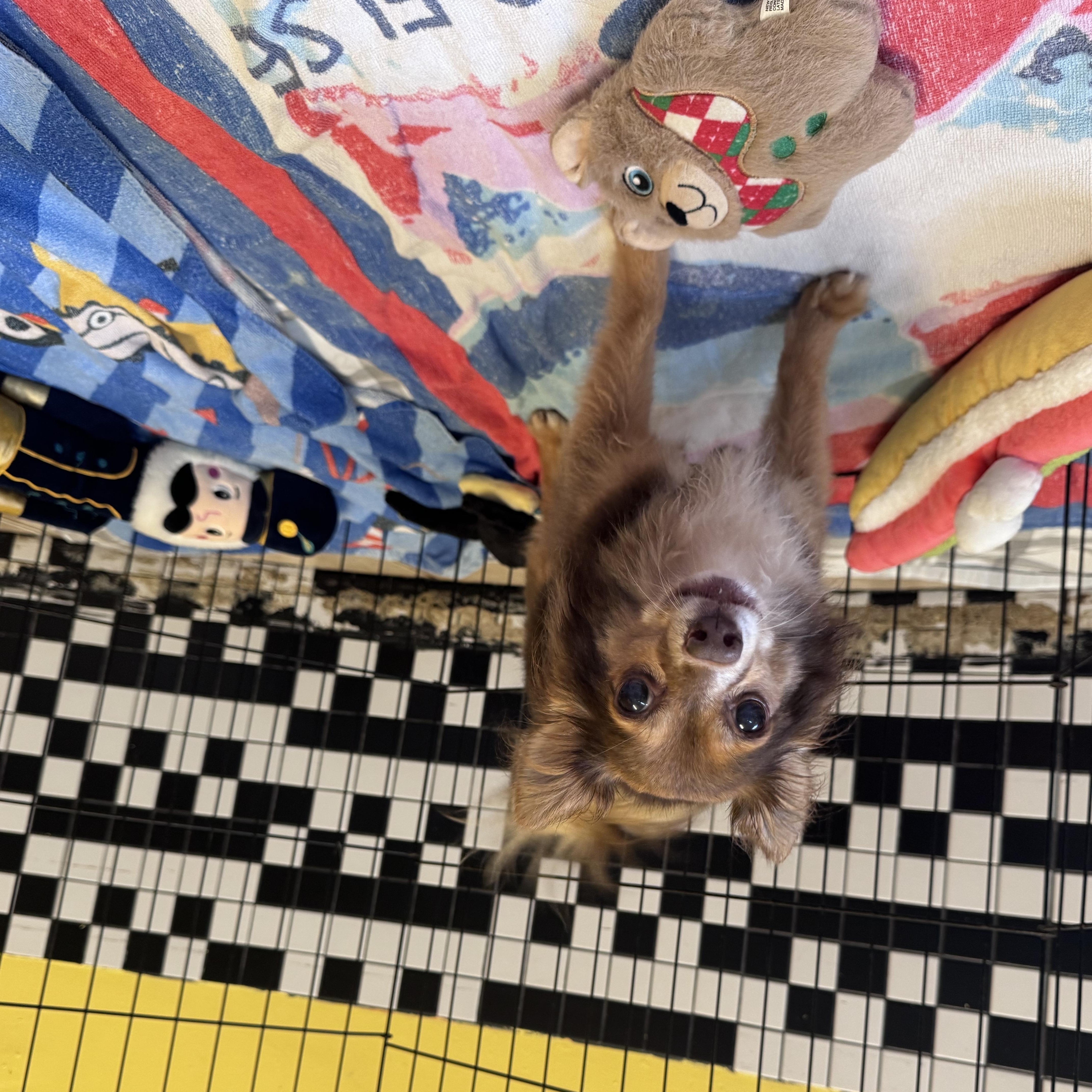 Enlarge Brighton 8136, a Adoptable Chihuahua in Boca Raton, FL image 3/3