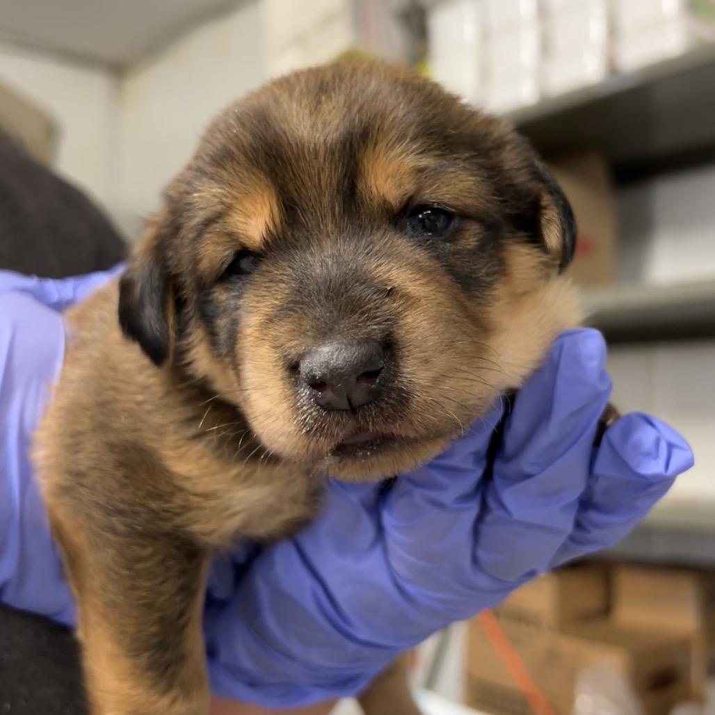 Zelda, Adoptable, Young Female Mixed Breed.