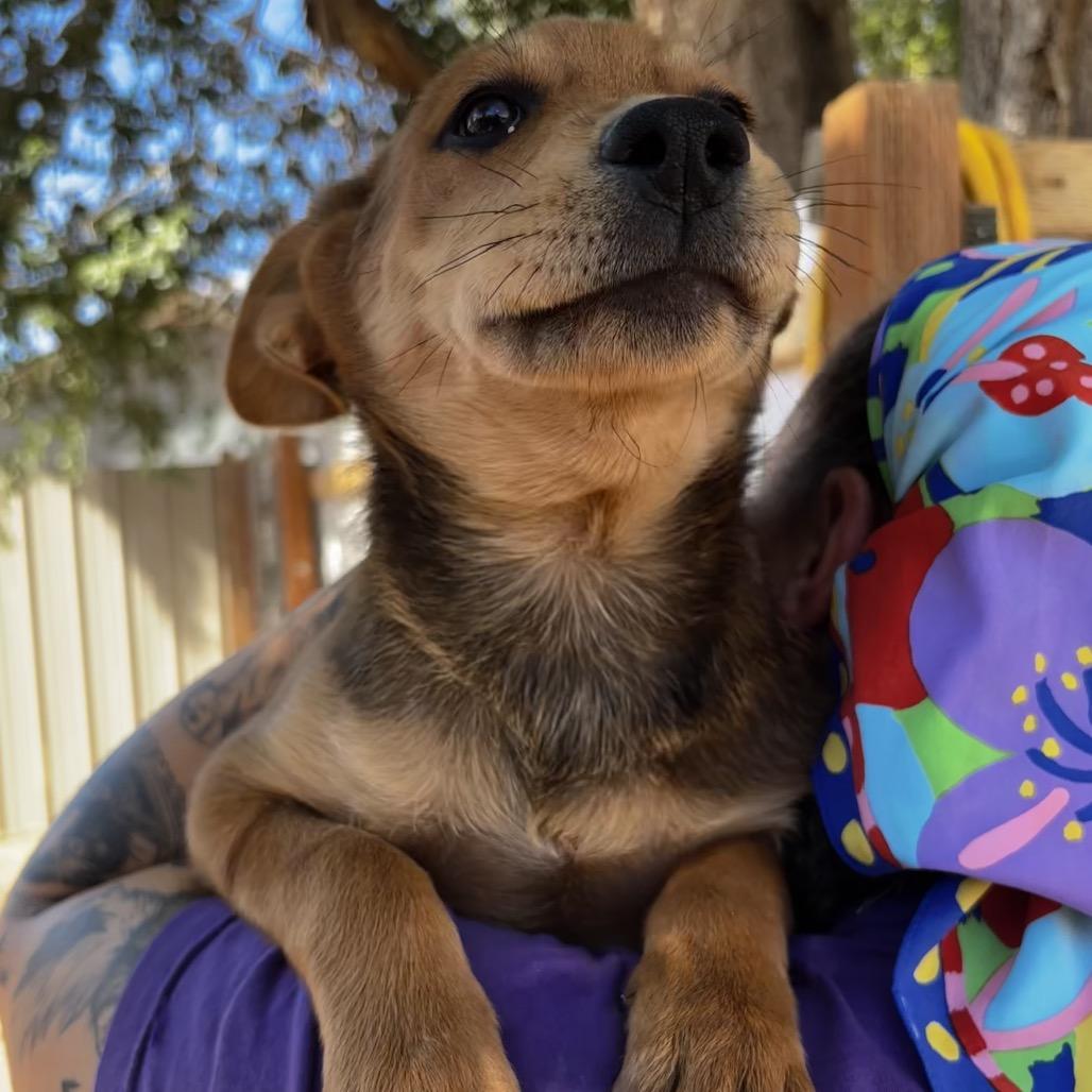 Enlarge Zelda, a Adoptable Mixed Breed in Moab, UT image 2/6