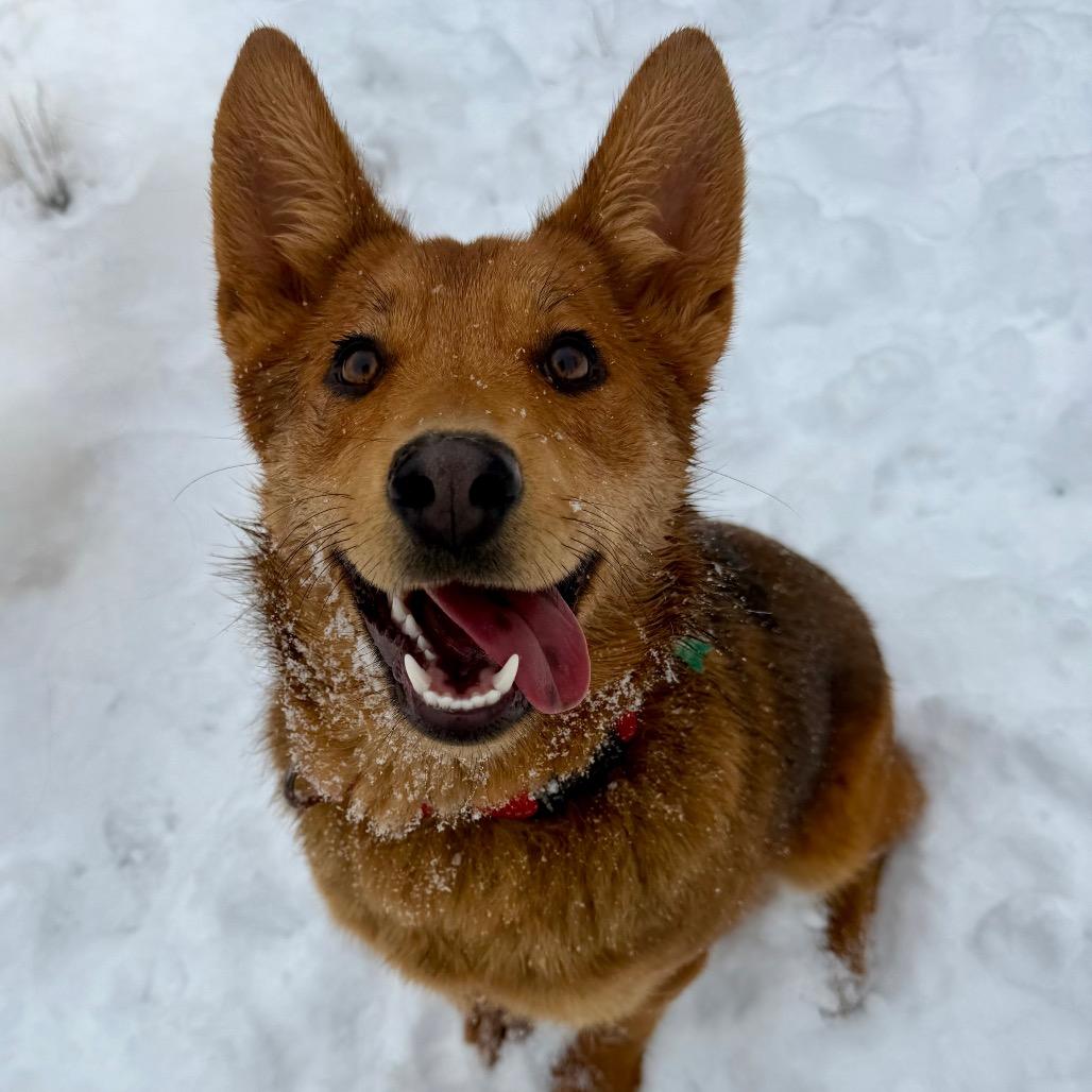 Enlarge Zelda, a Adoptable Mixed Breed in Moab, UT image 3/6