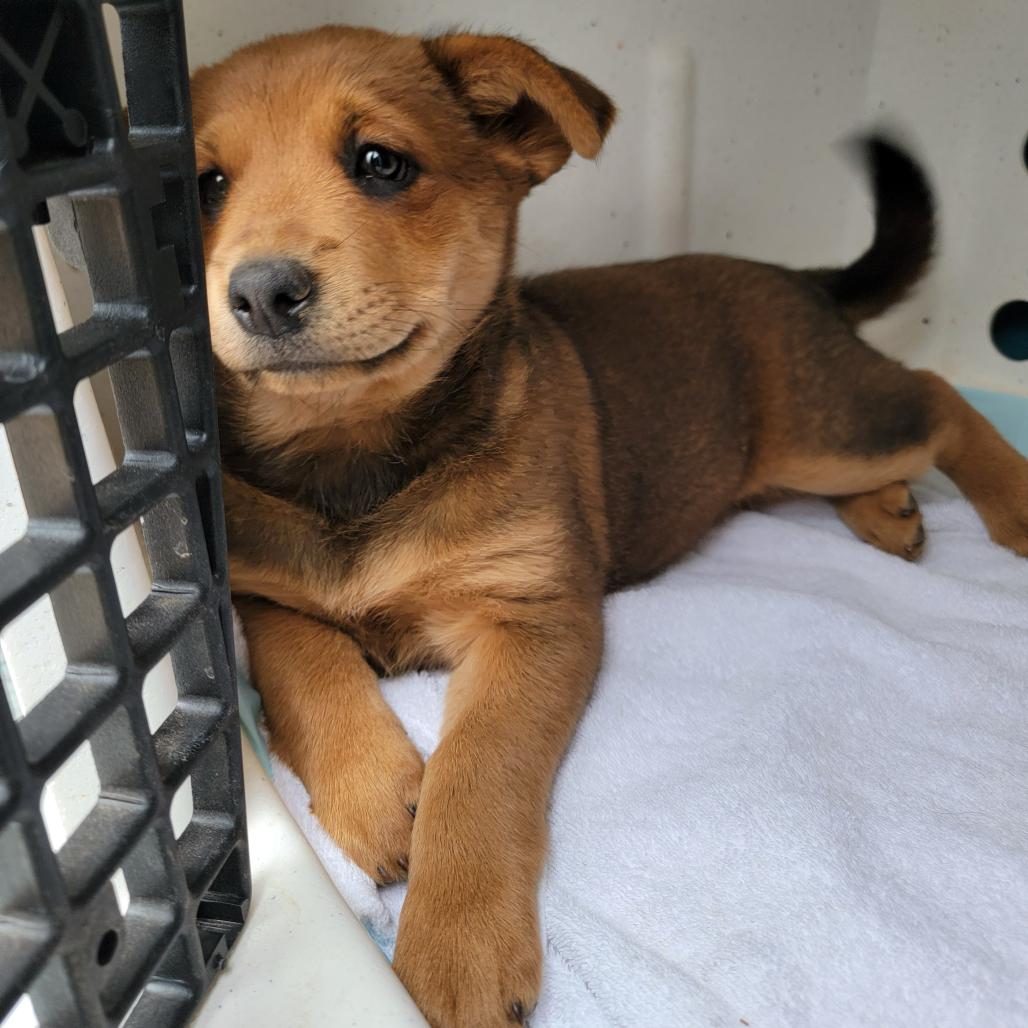 Enlarge Zelda, a Adoptable Mixed Breed in Moab, UT image 4/6