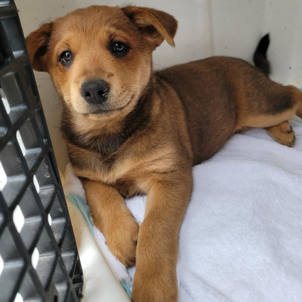 Enlarge Zelda, a Adoptable Mixed Breed in Moab, UT image 5/6