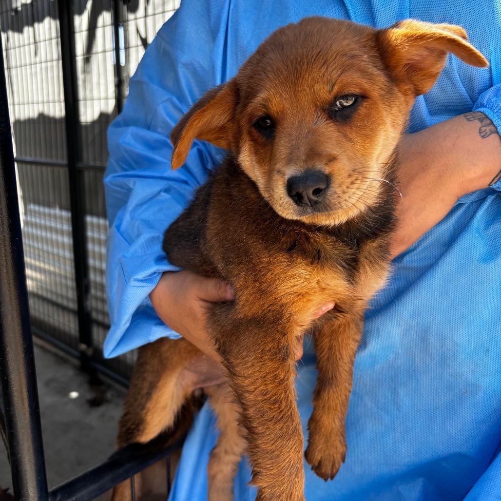 Enlarge Zelda, a Adoptable Mixed Breed in Moab, UT image 6/6
