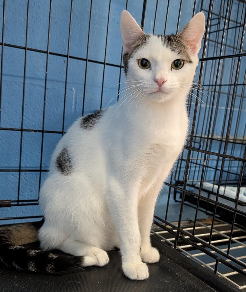 Sheldon, Adoptable, Kitten Male Domestic Short Hair.