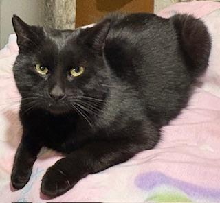 Allan 2 years AVAIL 1/22, Adoptable, Young Male Domestic Short Hair.