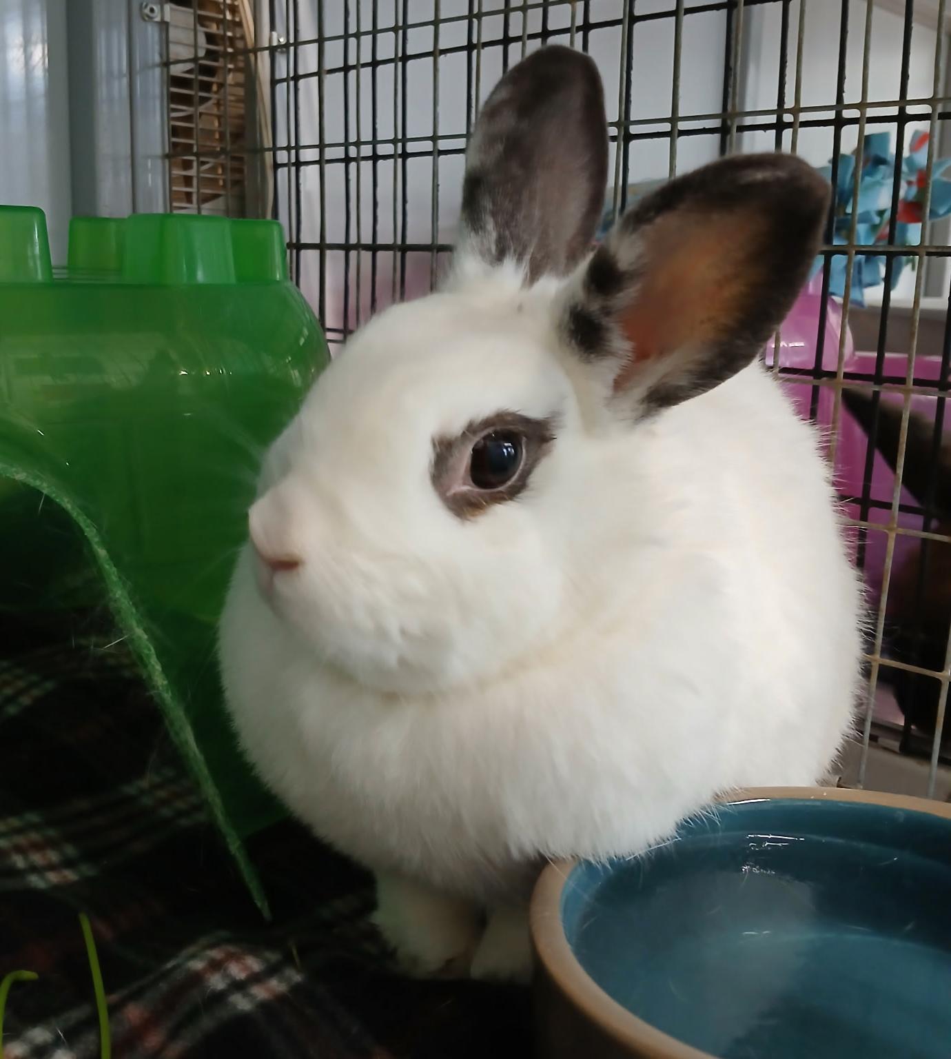 Bunny Boo Boo photo 2