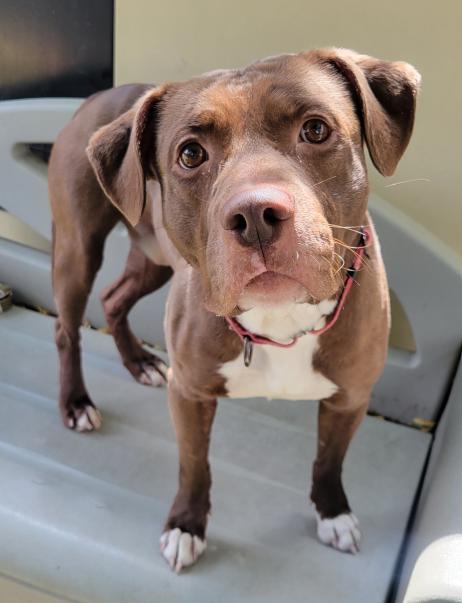 Cinta - SPECIAL FOSTER NEEDED!!!, a Adoptable mixed breed in Minneapolis, MN image 2/6