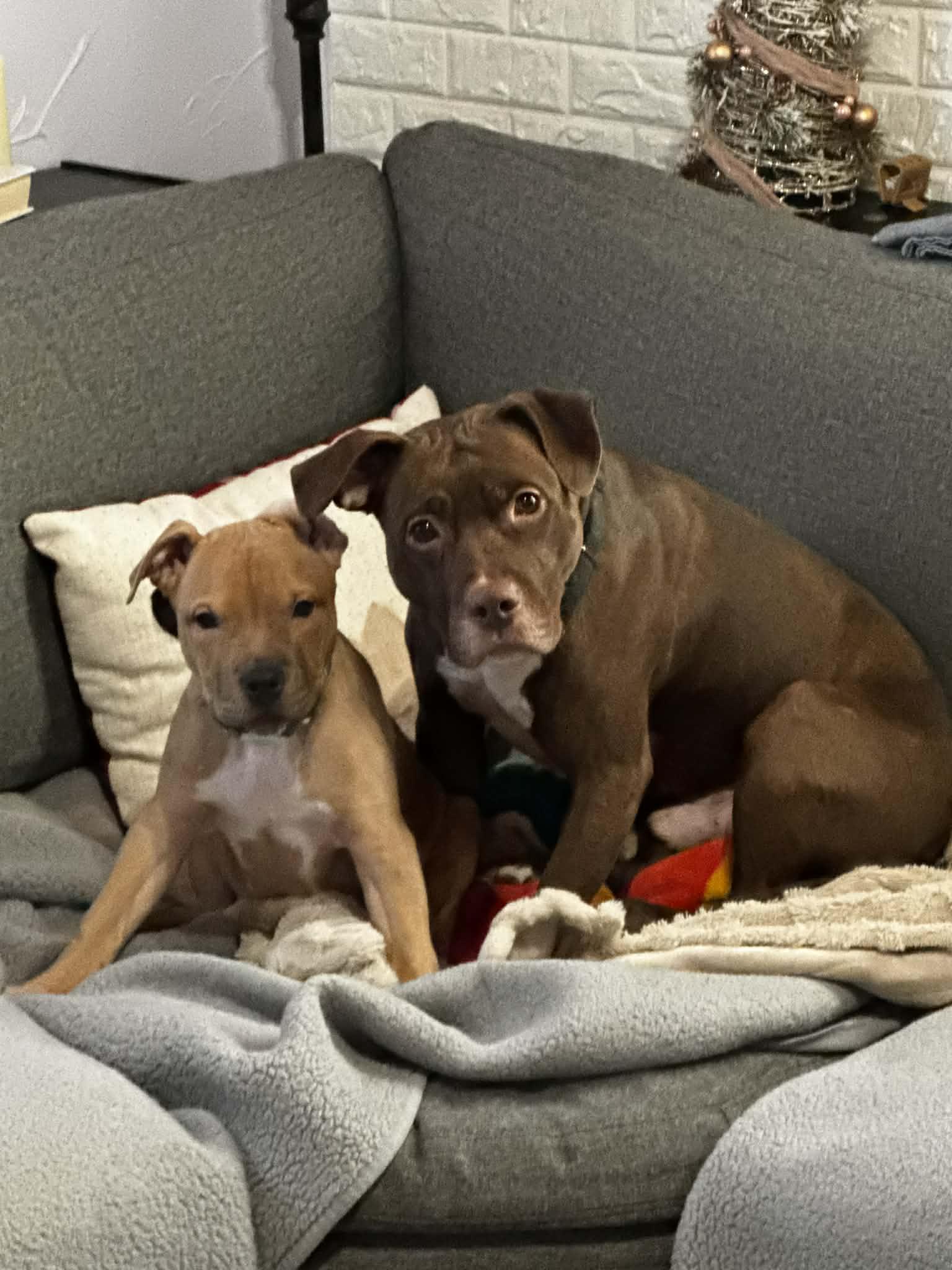 Cinta - SPECIAL FOSTER NEEDED!!!, a Adoptable mixed breed in Minneapolis, MN image 5/6