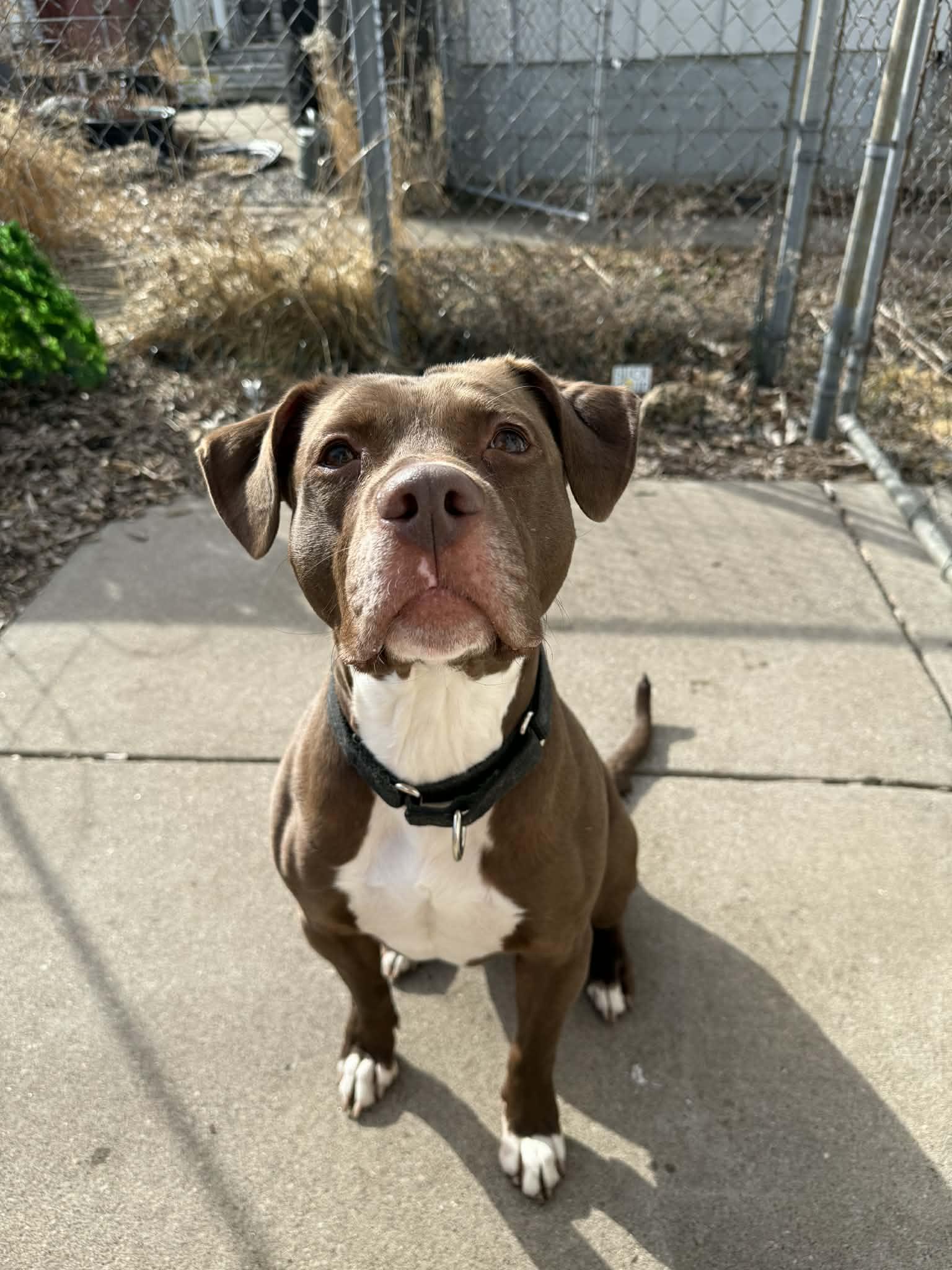 Cinta - SPECIAL FOSTER NEEDED!!!, a Adoptable mixed breed in Minneapolis, MN image 6/6
