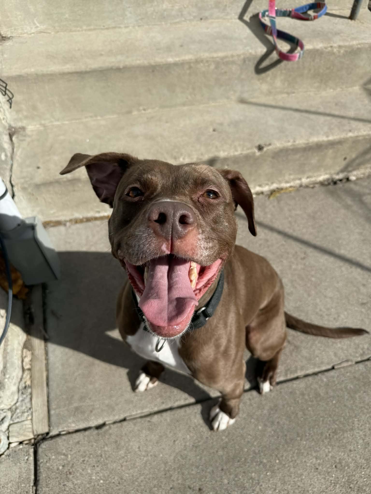Cinta - SPECIAL FOSTER NEEDED!!!, Adoptable, Young Male Pit Bull Terrier & Chocolate Labrador Retriever.