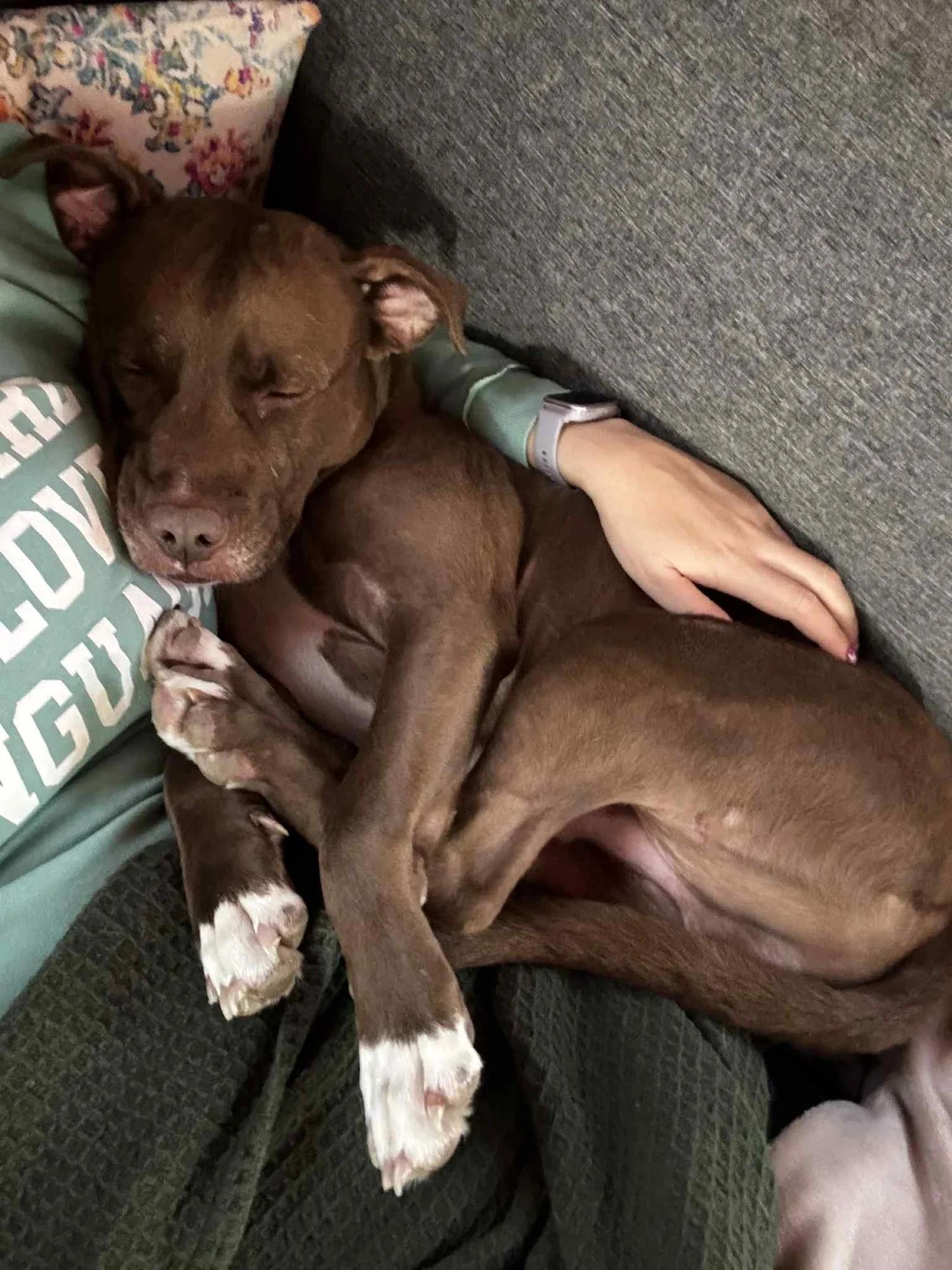 Cinta - SPECIAL FOSTER NEEDED!!!, a Adoptable mixed breed in Minneapolis, MN image 3/6