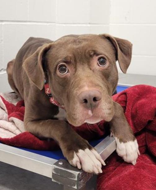 Cinta - SPECIAL FOSTER NEEDED!!!, a Adoptable mixed breed in Minneapolis, MN image 4/6