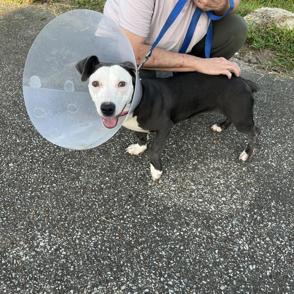 Enlarge Sadie, a Adoptable mixed breed in Hohenwald, TN image 1/2