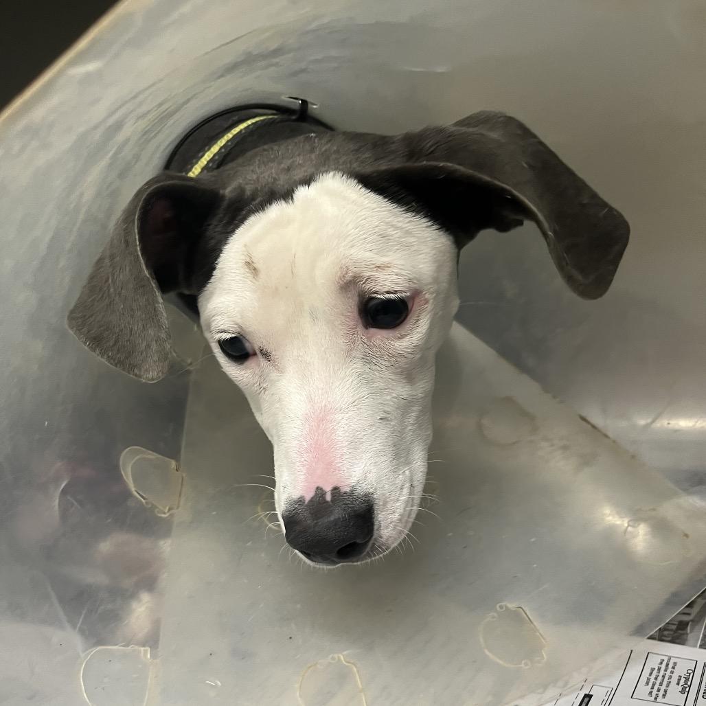 Enlarge Sadie, a Adoptable mixed breed in Hohenwald, TN image 2/2