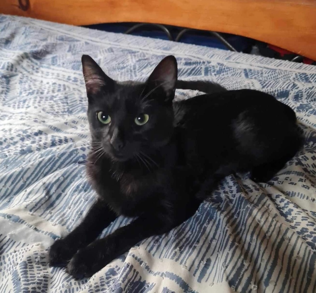 Purrky INDOOR ONLY , a Adoptable Domestic Short Hair in Stockton, CA image 1/6