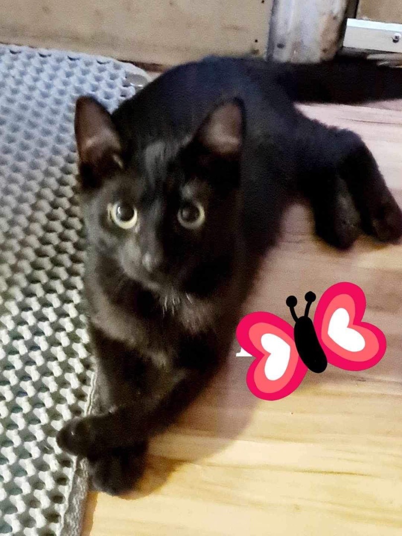 Purrky INDOOR ONLY , a Adoptable Domestic Short Hair in Stockton, CA image 2/6