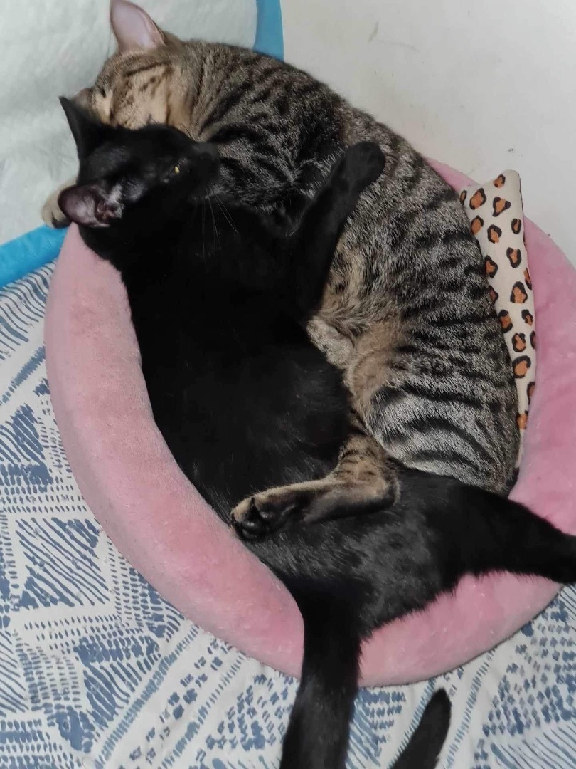 Purrky INDOOR ONLY , a Adoptable Domestic Short Hair in Stockton, CA image 3/6