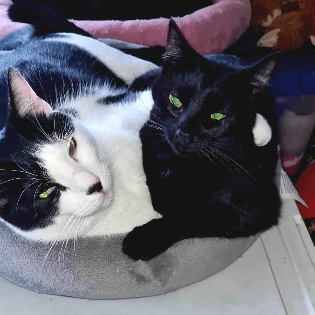 Purrky INDOOR ONLY , a Adoptable Domestic Short Hair in Stockton, CA image 4/6