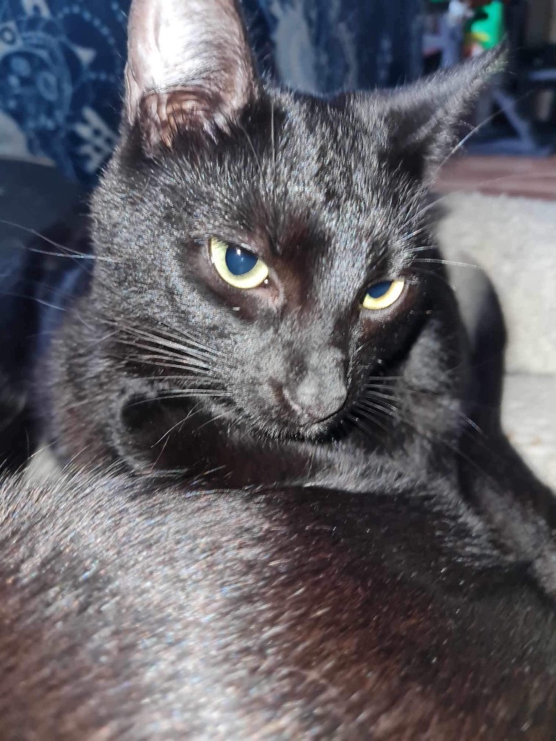 Purrky INDOOR ONLY , a Adoptable Domestic Short Hair in Stockton, CA image 5/6