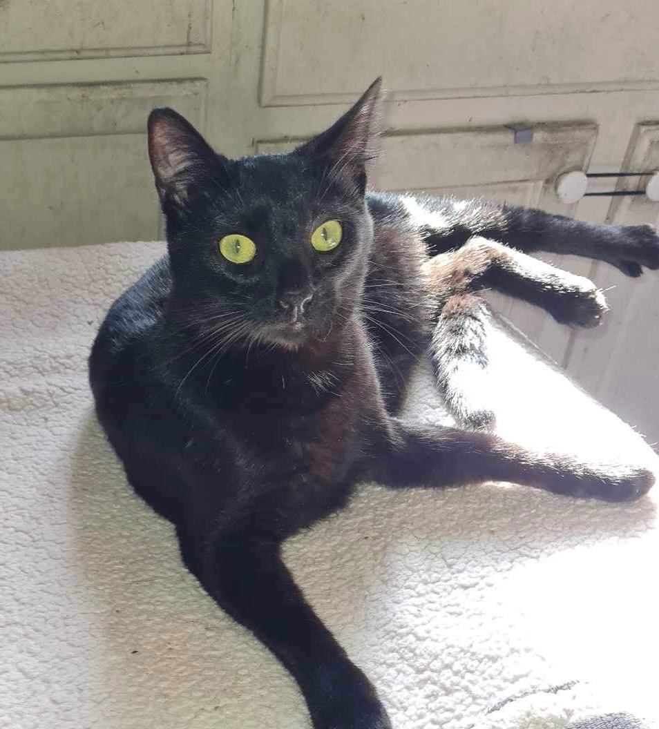 Purrky INDOOR ONLY , a Adoptable Domestic Short Hair in Stockton, CA image 6/6