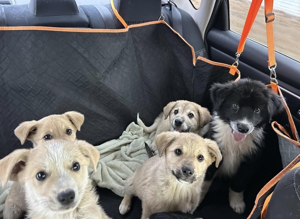 Oscar, Adoptable, Puppy Male Great Pyrenees.