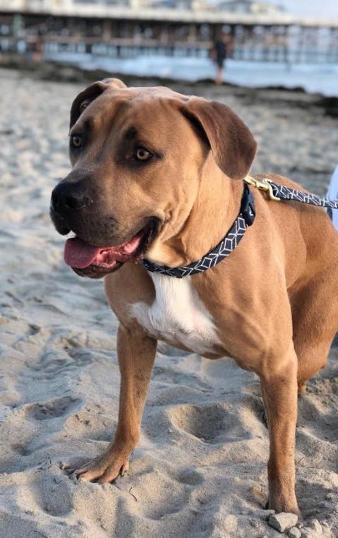 Forest, Adopted, Adult Male Pit Bull Terrier & Staffordshire Bull Terrier.