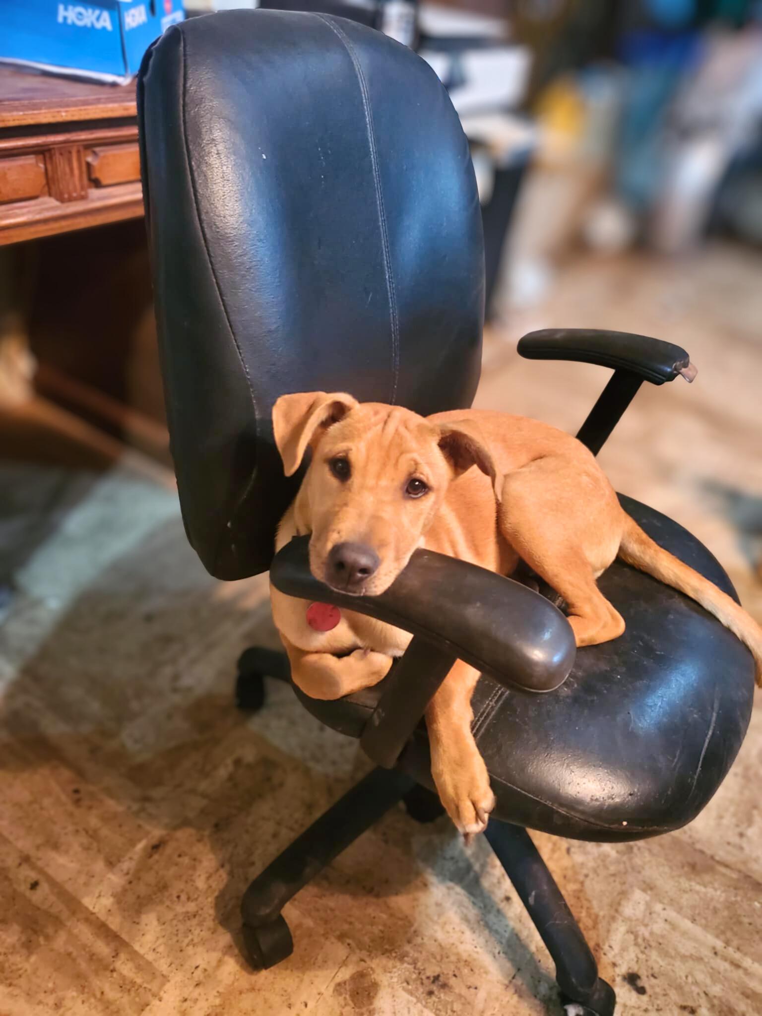 Enlarge Mia, an adopted mixed breed in Oceanside, CA image 4/6