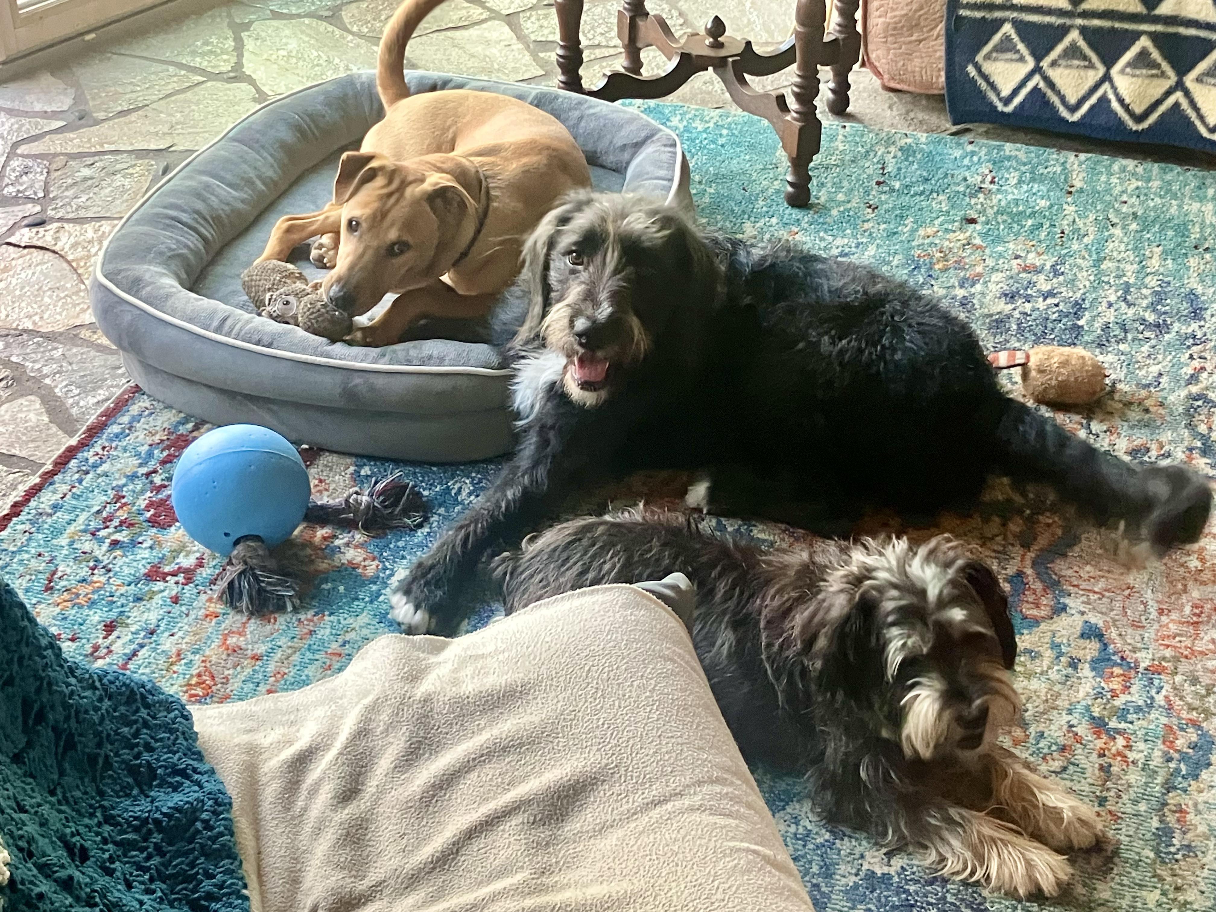 Enlarge Mia, an adopted mixed breed in Oceanside, CA image 3/6