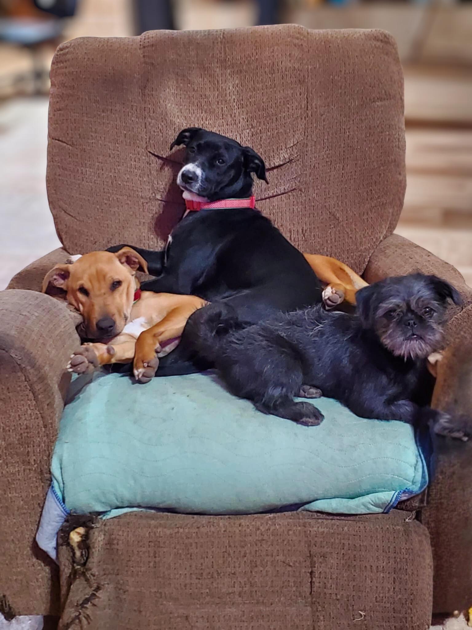 Enlarge Mia, an adopted mixed breed in Oceanside, CA image 5/6