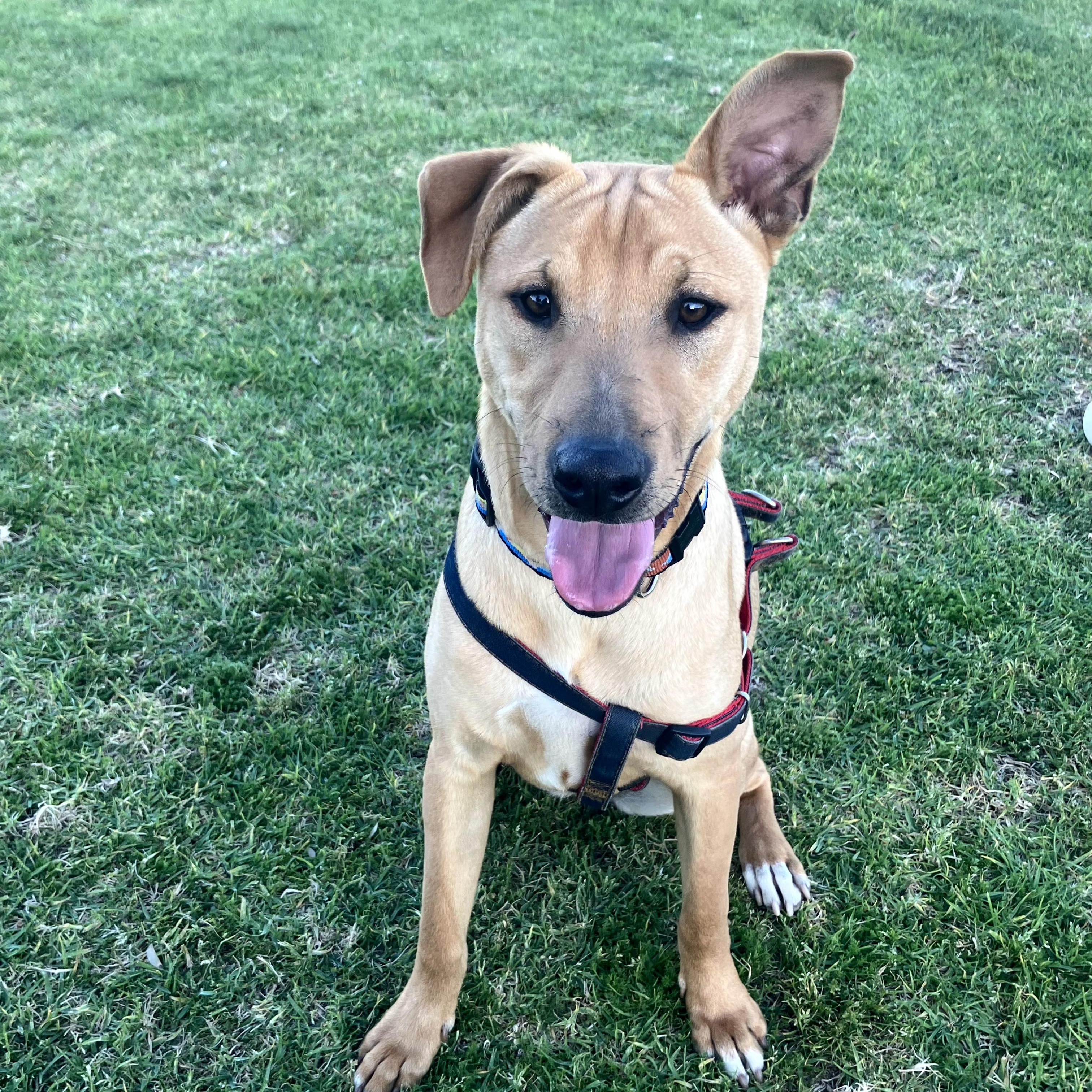 Enlarge Mia, an adopted mixed breed in Oceanside, CA image 1/6