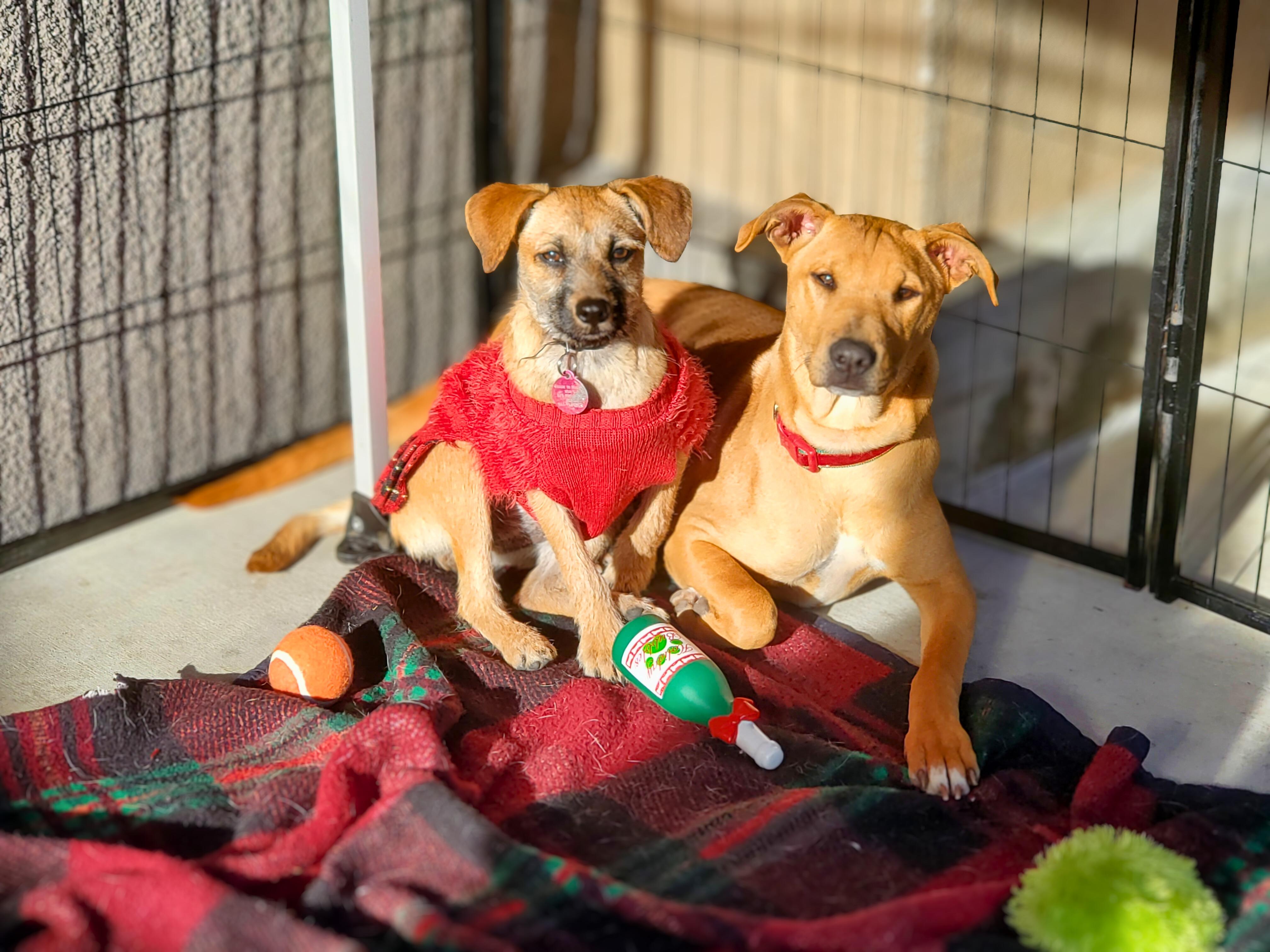 Enlarge Mia, an adopted mixed breed in Oceanside, CA image 6/6