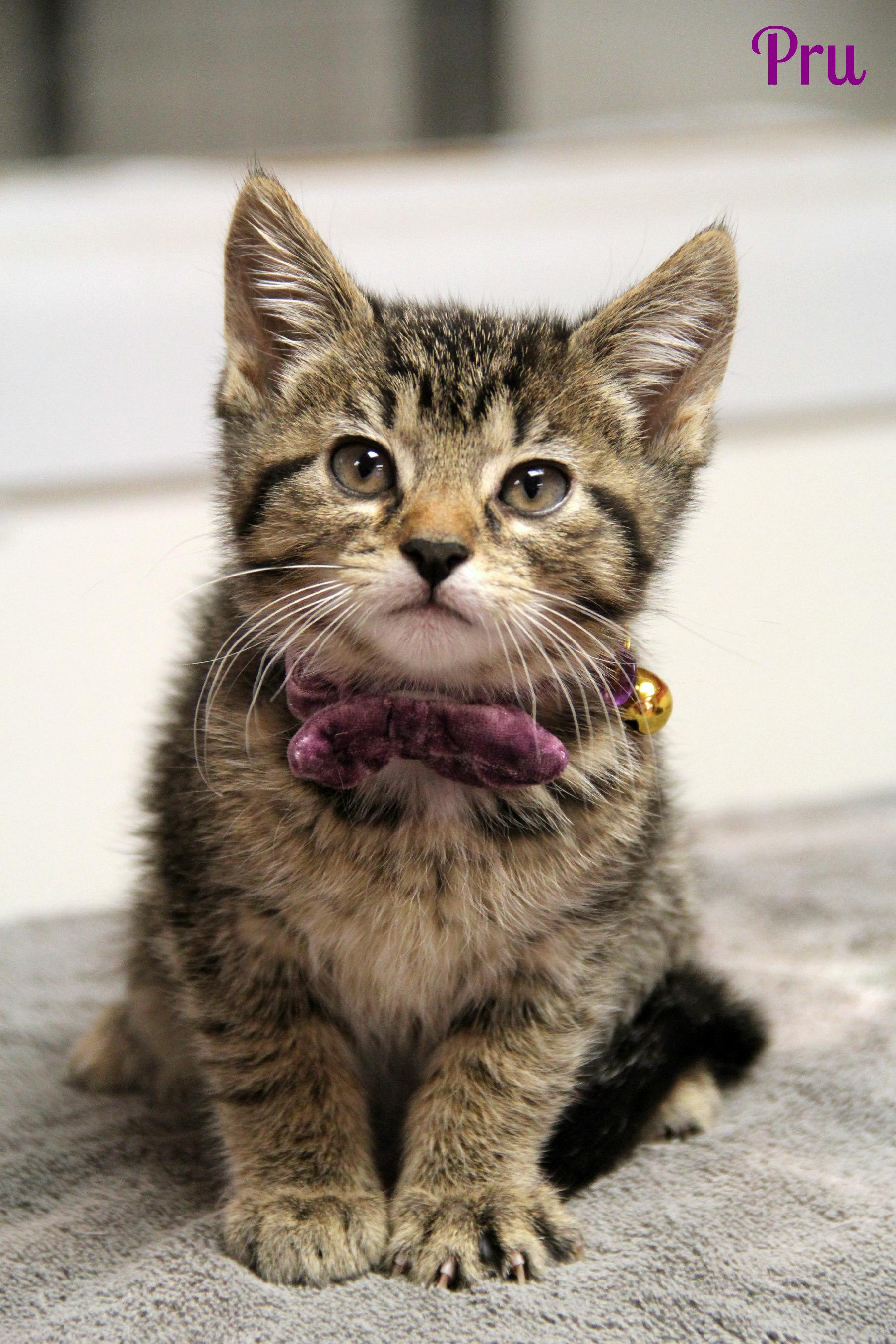 Enlarge Pru , a ADOPTABLE Domestic Short Hair in Vinton, IA image 1/1