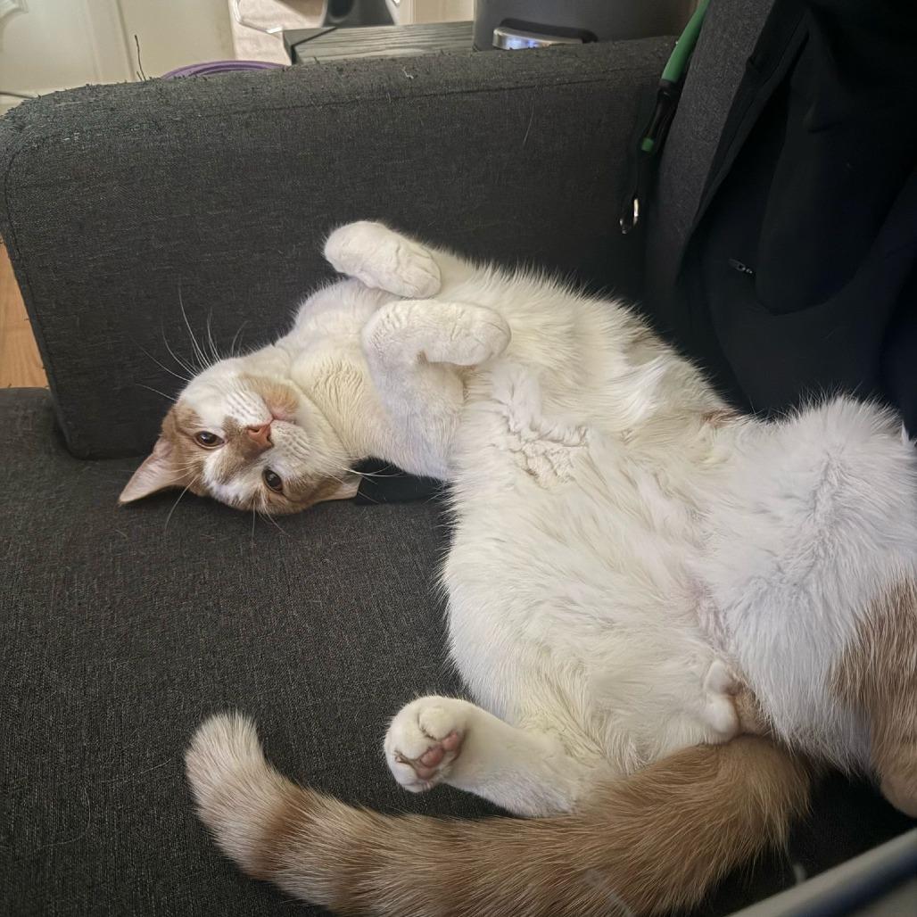 Prince 3 — thumbnail 2