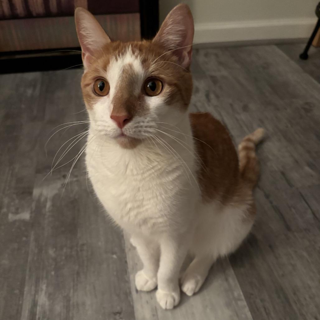 Prince 3 — thumbnail 4