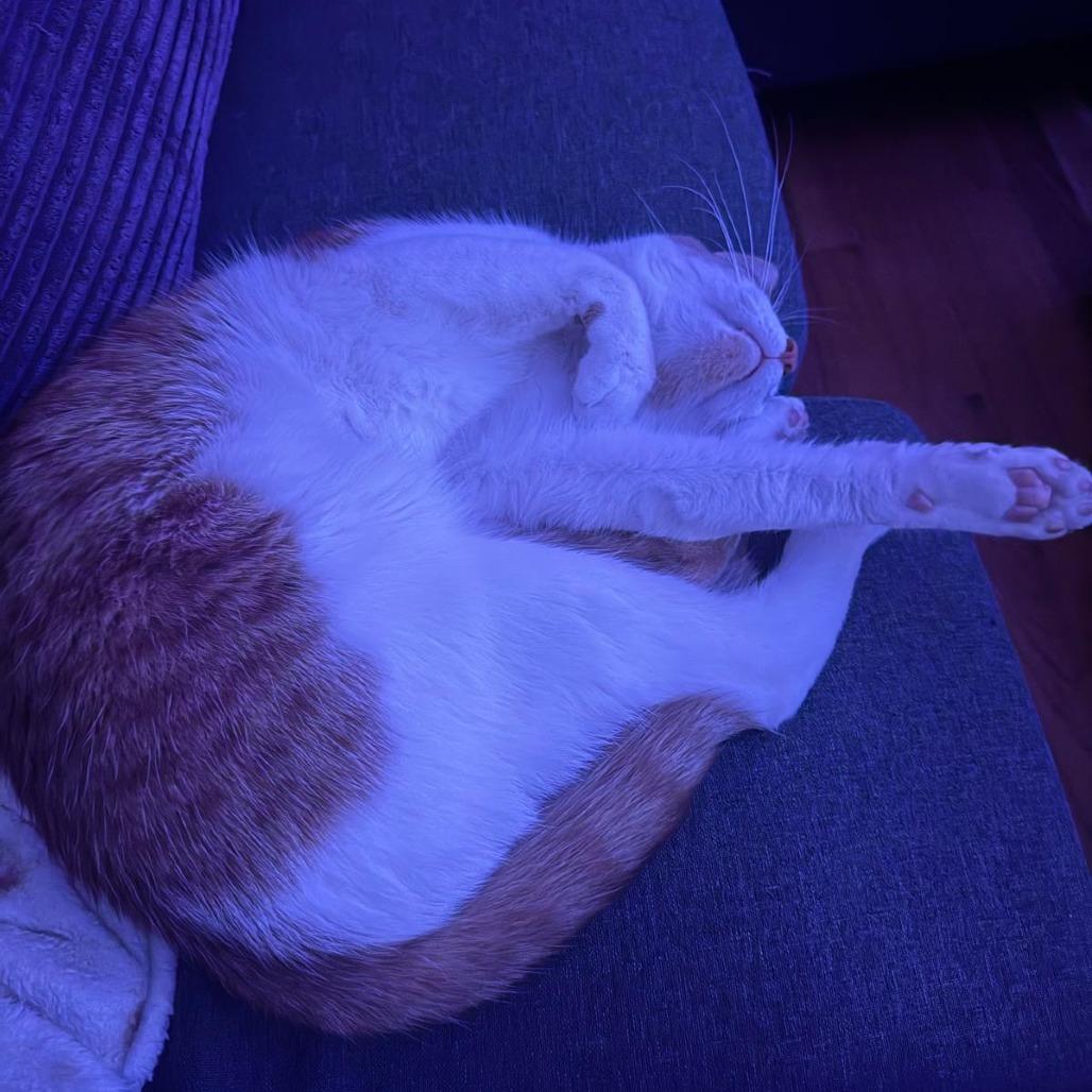 Prince 3 — thumbnail 6