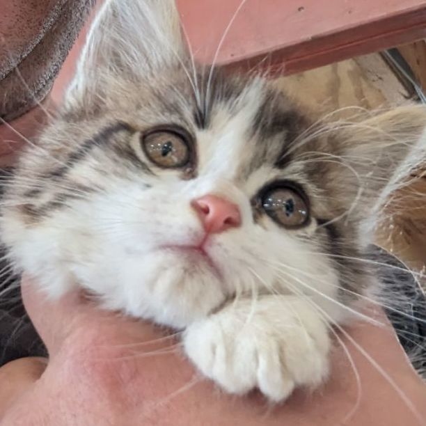 Scott, Adopted, Kitten Male Domestic Medium Hair.