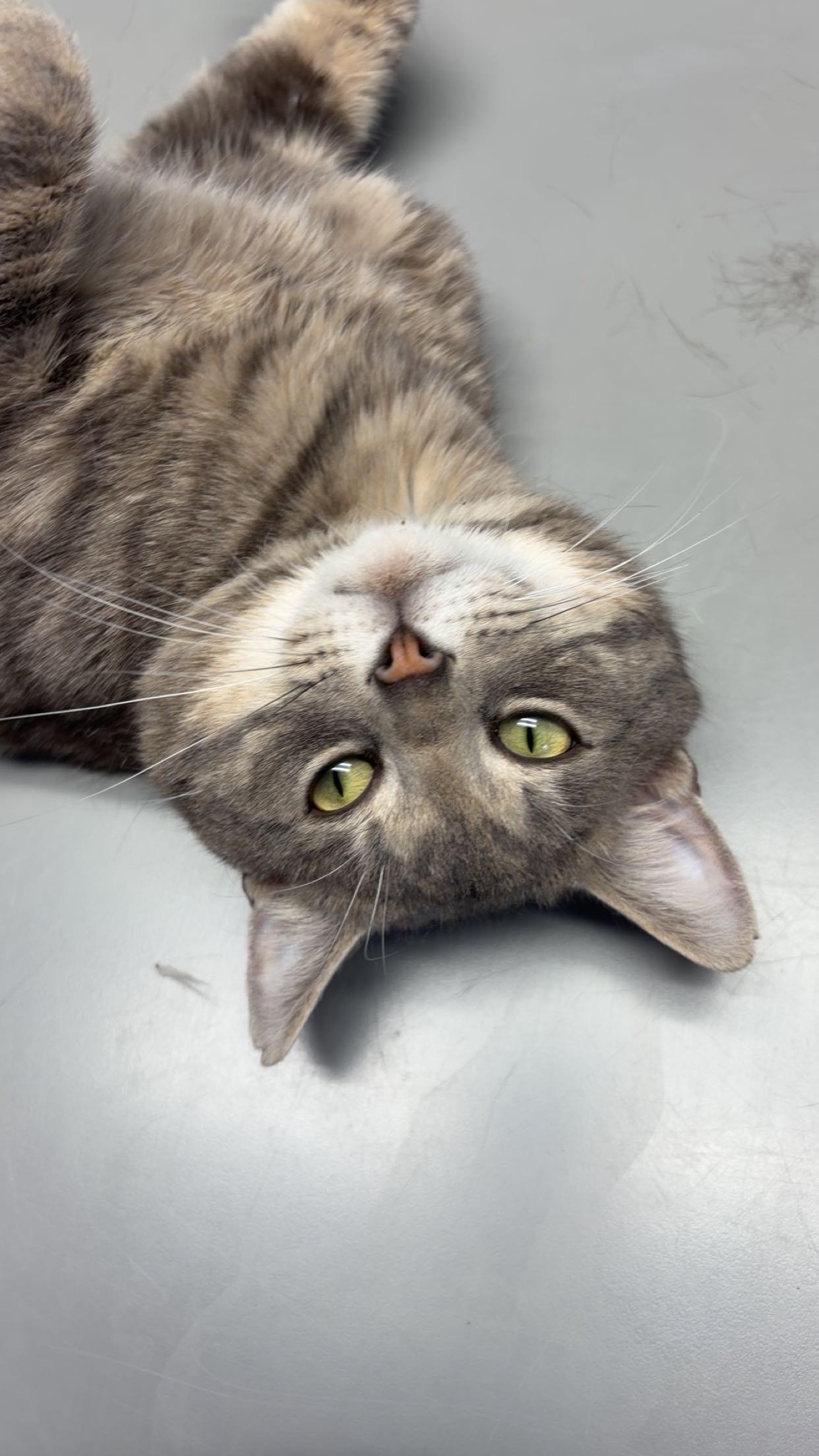 Enlarge Jimbo, an adopted Domestic Long Hair in Orleans, VT image 2/2