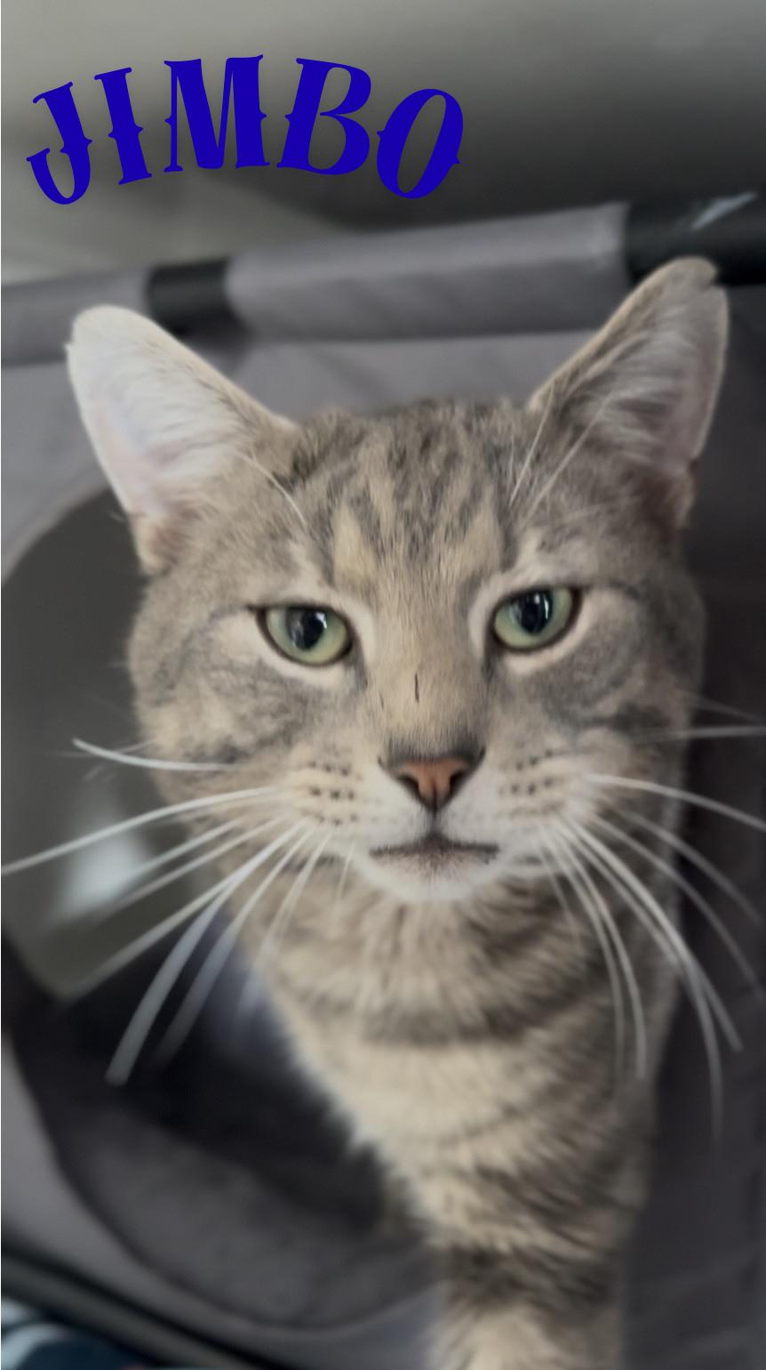 Jimbo, ADOPTABLE, Adult Male Domestic Long Hair.