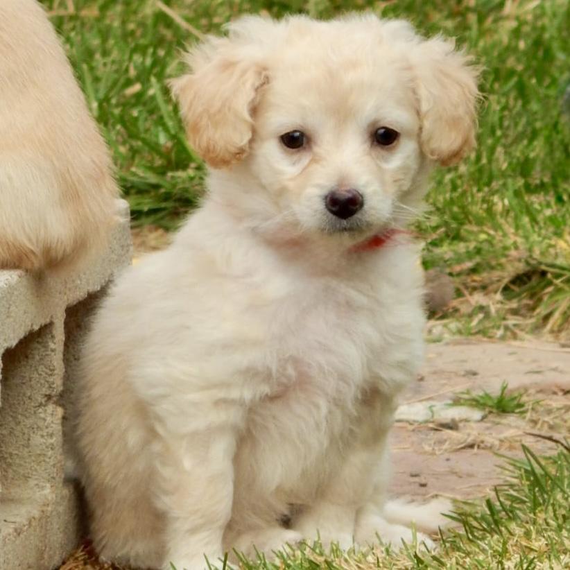 Enlarge Claudia, a Adoptable mixed breed in Mead, CO image 1/3