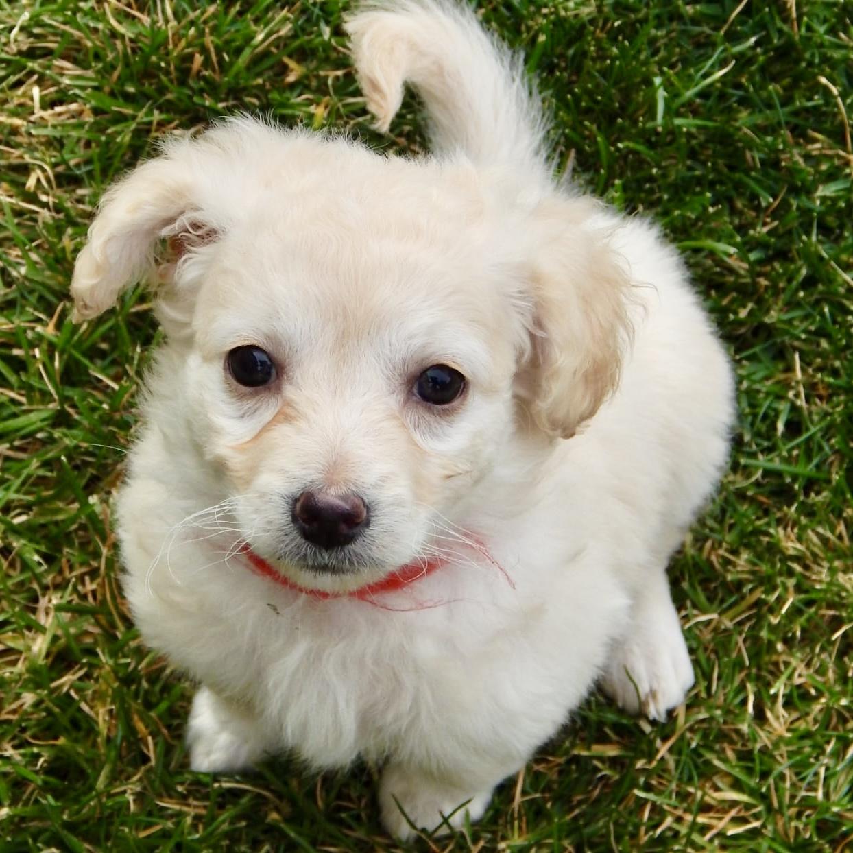 Enlarge Claudia, a Adoptable mixed breed in Mead, CO image 3/3