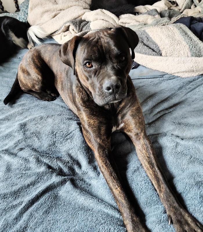 Enlarge Bea, a Adoptable mixed breed in Nixa, MO image 2/4