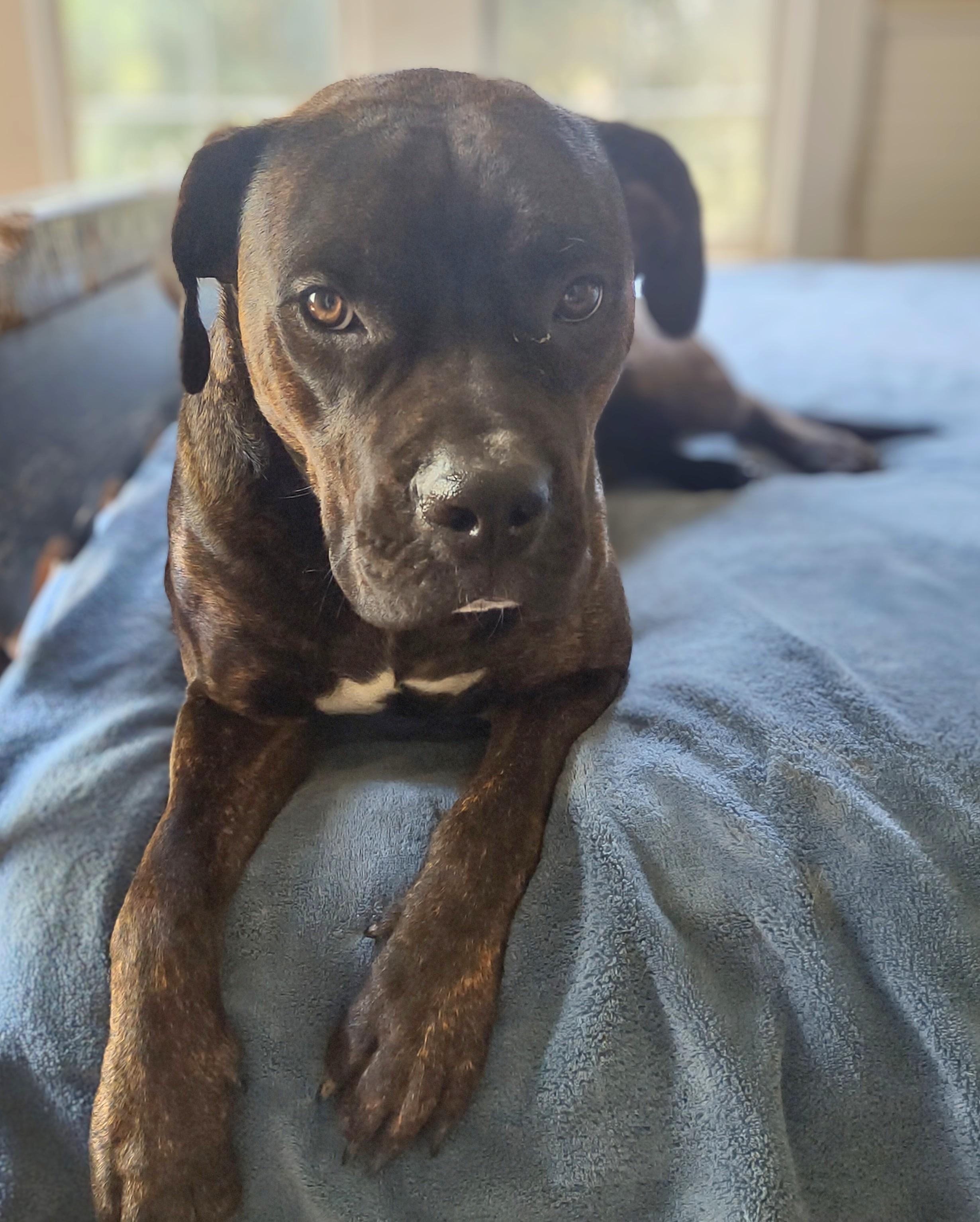 Enlarge Bea, a Adoptable mixed breed in Nixa, MO image 3/4