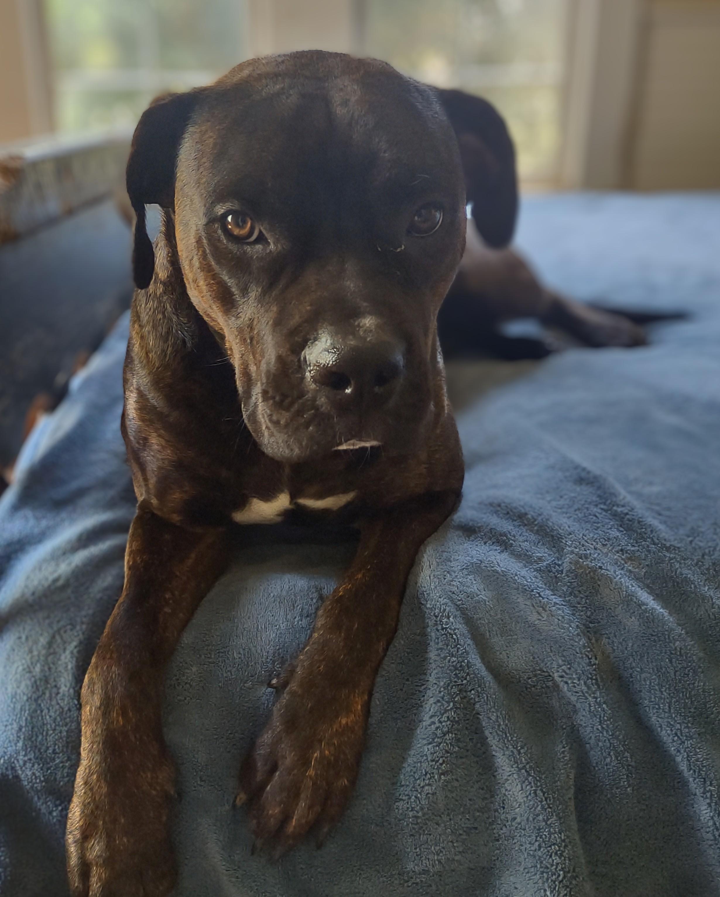 Enlarge Bea, a Adoptable mixed breed in Nixa, MO image 1/4