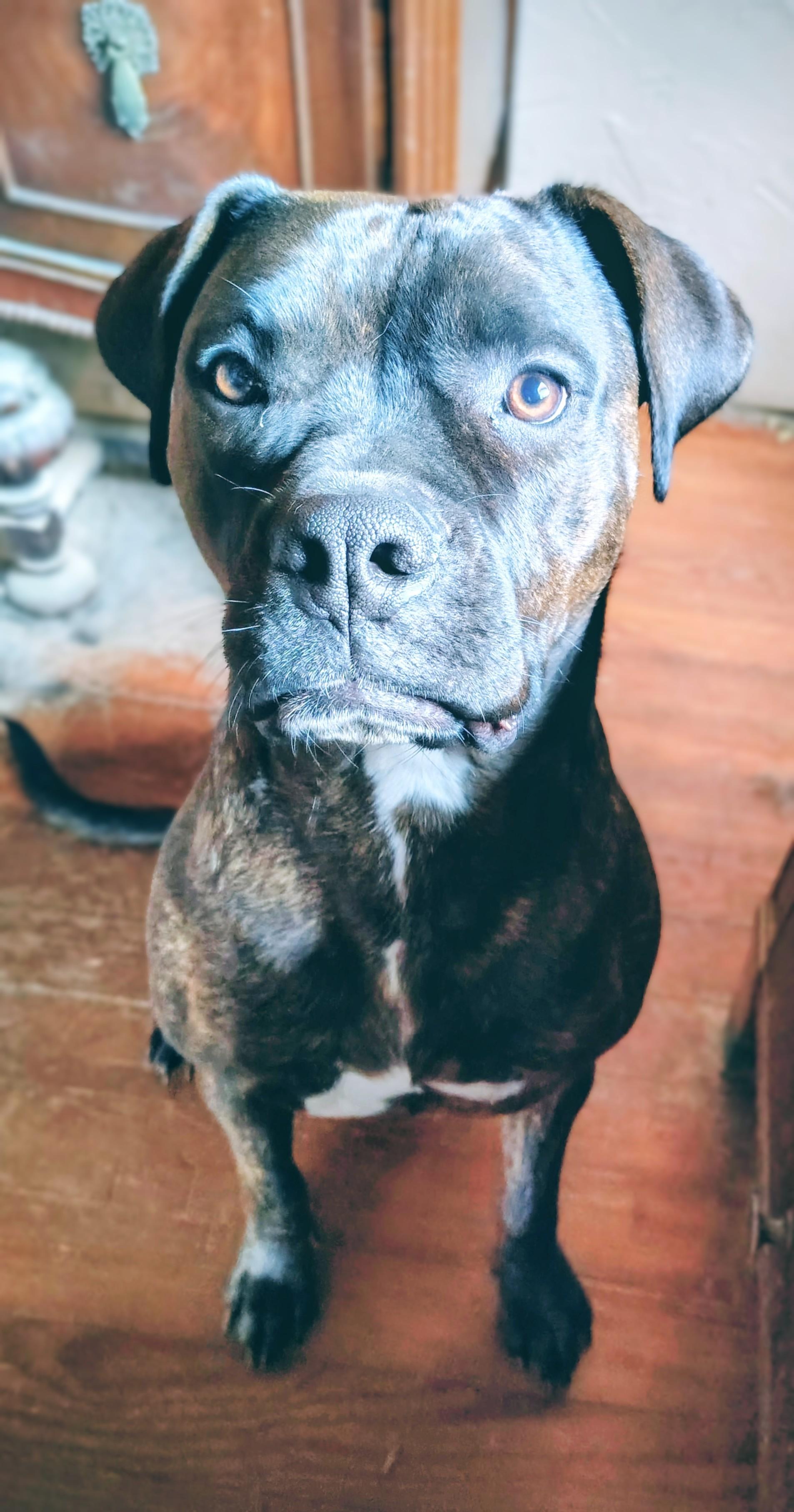 Enlarge Bea, a Adoptable mixed breed in Nixa, MO image 4/4